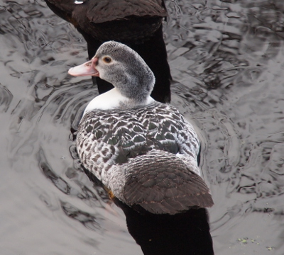 [One duckling on the water has its tail end facing the camera while its head faces the left. This duckling has a variegated white and black on its back. It has more white coloring on its head than the other duckling.]